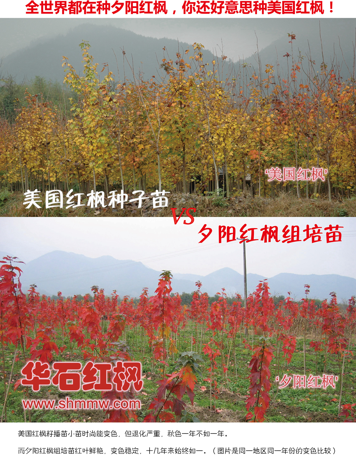 全世界都在種夕陽(yáng)紅楓，你還好意思種美國(guó)紅楓！