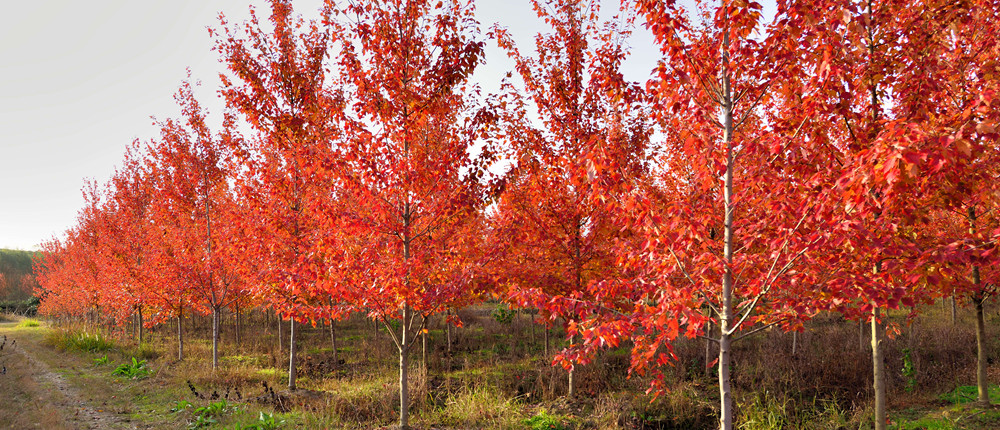 華石美國(guó)紅楓