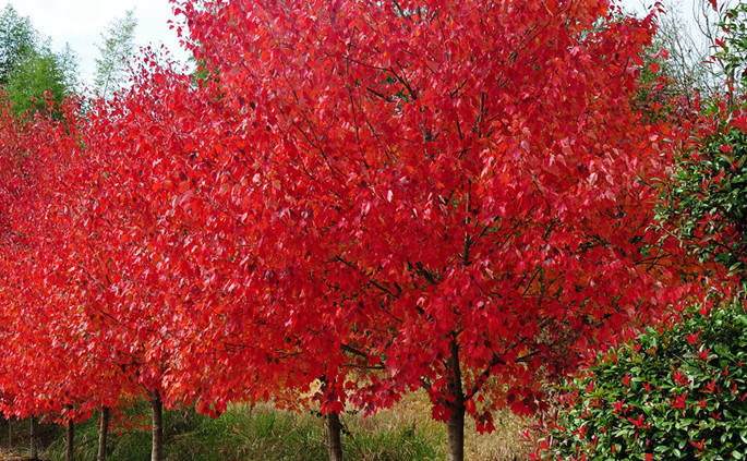 美國(guó)紅楓